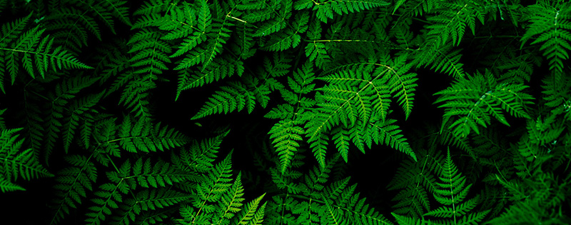 Survival Pflanzen Survival Pflanze in der Wildnis